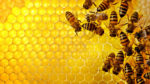 Novità per l’apicoltura