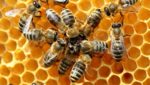 Dalla Regione 490mila euro per l’apicoltura. Marchetti: “Ottima notizia per il settore”