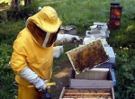 Realizzare percorsi formativi dedicati all’apicoltura e tutelare il miele comunitario contro le frodi