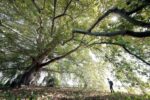 Ambiente. In Emilia-Romagna è legge la tutela degli alberi monumentali: approvato in Assemblea legislativa il progetto della Giunta regionale.