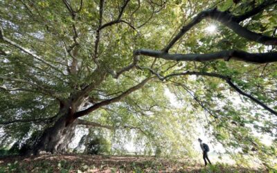 Ambiente. In Emilia-Romagna è legge la tutela degli alberi monumentali: approvato in Assemblea legislativa il progetto della Giunta regionale.